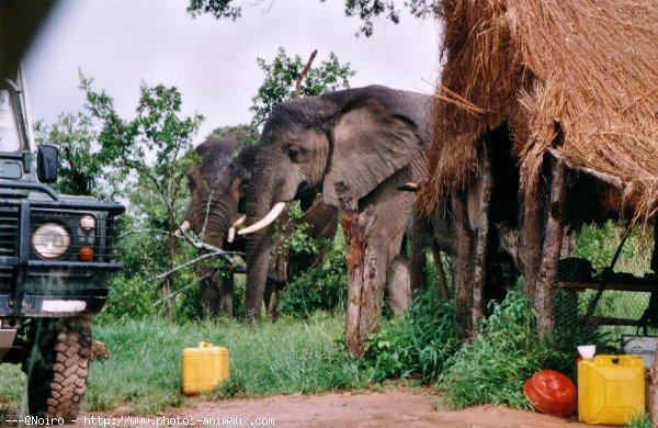 Photo d'Elphant d'afrique