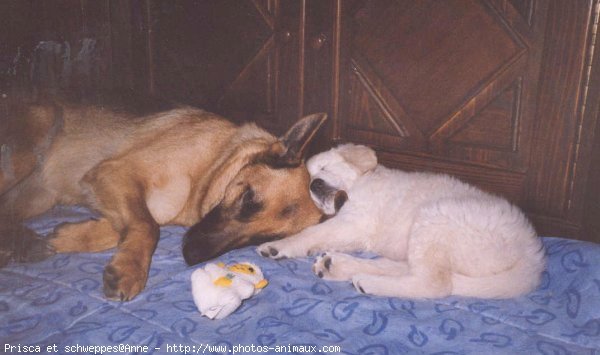 Photo de Races diffrentes