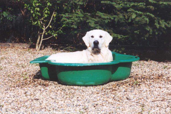 Photo de Golden retriever