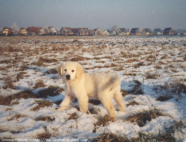 Photo de Golden retriever