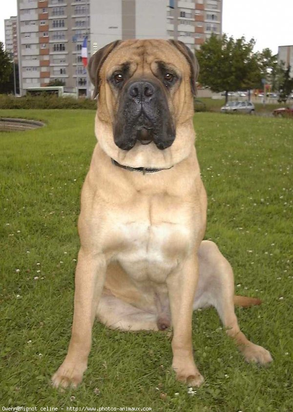 Photo de Bullmastiff