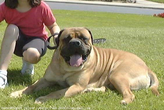 Photo de Bullmastiff