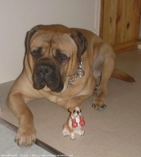 Photo de Bullmastiff