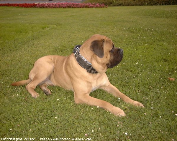 Photo de Bullmastiff