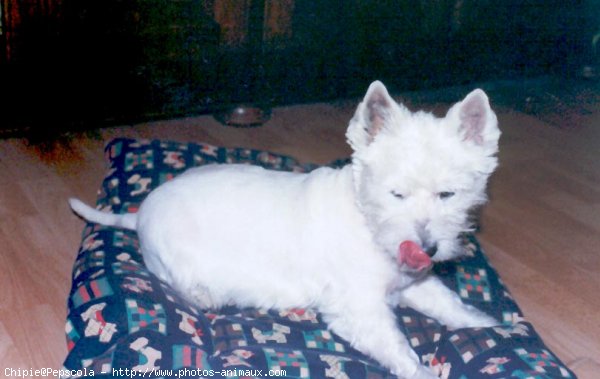 Photo de West highland white terrier