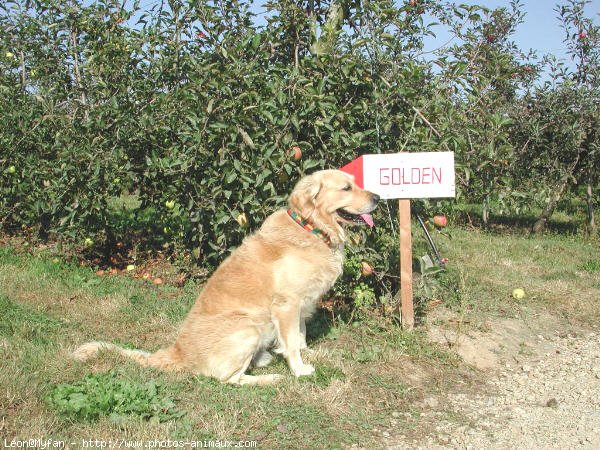 Photo de Golden retriever