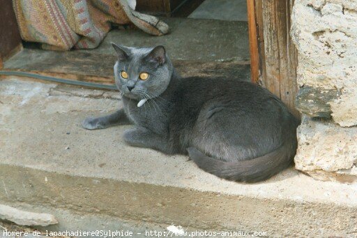 Photo de Chartreux