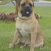 Photo de Bullmastiff