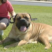 Photo de Bullmastiff