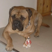 Photo de Bullmastiff