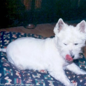 Photo de West highland white terrier