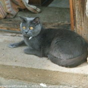 Photo de Chartreux