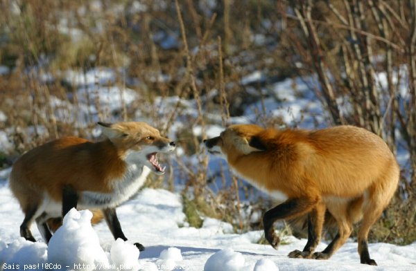 Photo de Renard