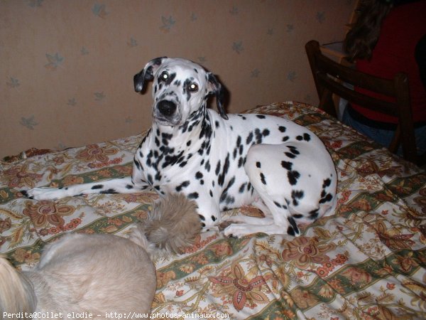 Photo de Dalmatien