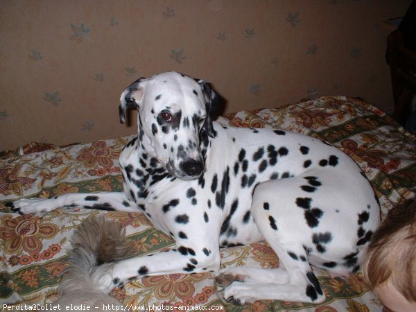 Photo de Dalmatien