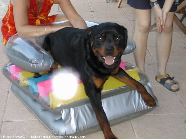 Photo de Rottweiler