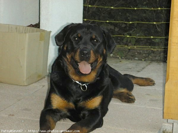 Photo de Rottweiler