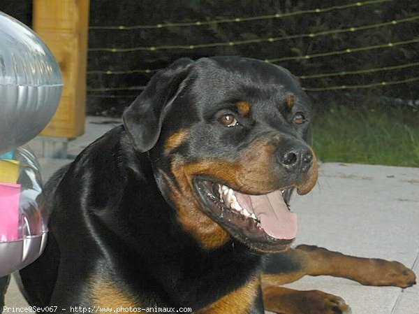 Photo de Rottweiler