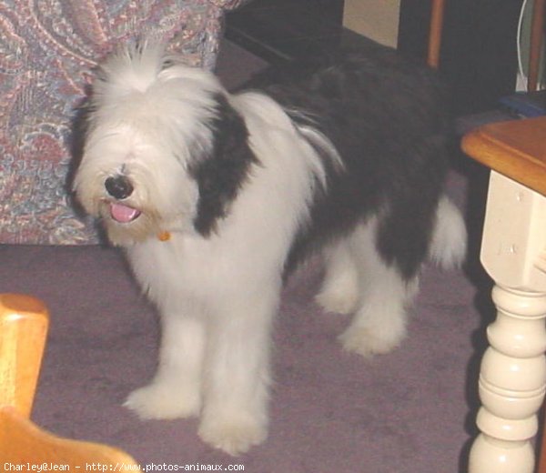 Photo de Bearded collie