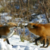 Photo de Renard