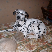 Photo de Dalmatien