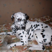 Photo de Dalmatien