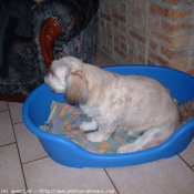 Photo de Lhassa apso