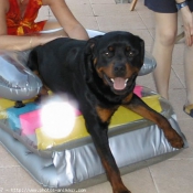 Photo de Rottweiler