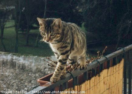 Photo de Chat domestique