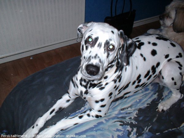 Photo de Dalmatien