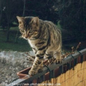 Photo de Chat domestique