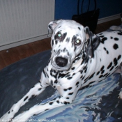 Photo de Dalmatien