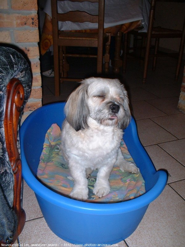 Photo de Lhassa apso