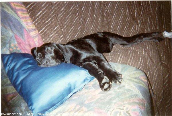 Photo de Labrador retriever