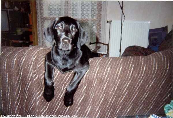 Photo de Labrador retriever