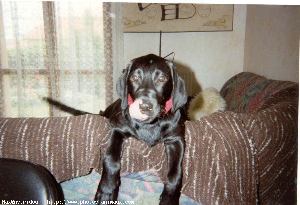 Photo de Labrador retriever