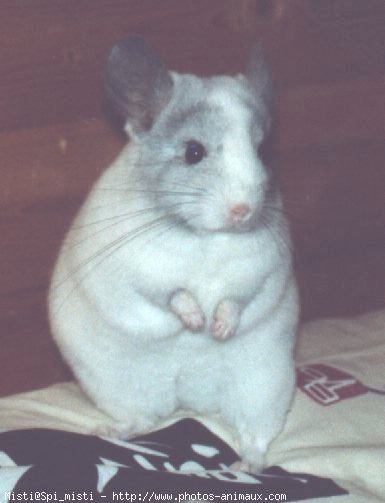 Photo de Chinchilla