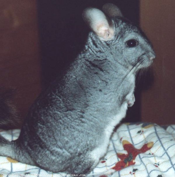 Photo de Chinchilla