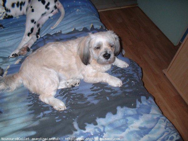 Photo de Lhassa apso