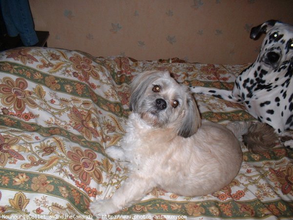 Photo de Lhassa apso