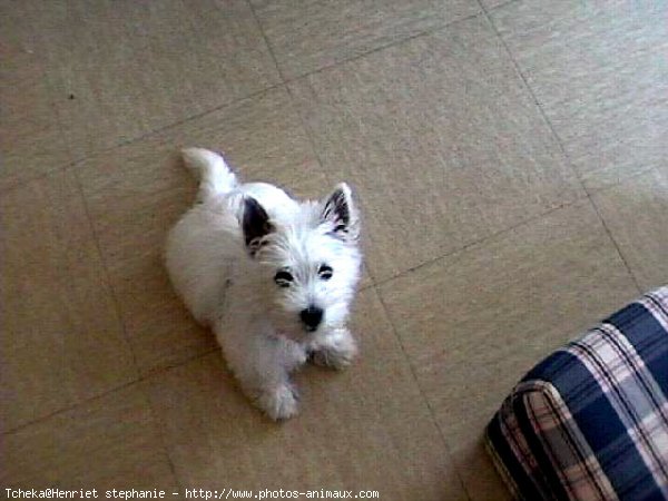 Photo de West highland white terrier