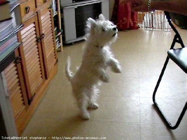 Photo de West highland white terrier