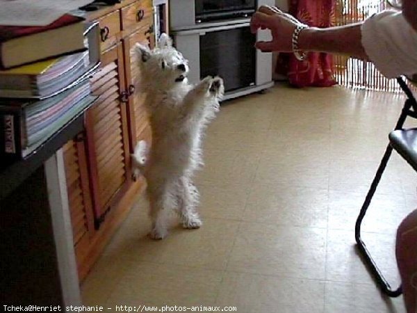 Photo de West highland white terrier