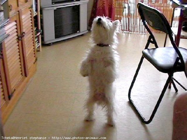 Photo de West highland white terrier