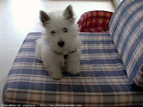 Photo de West highland white terrier