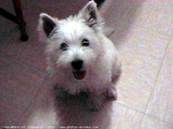 Photo de West highland white terrier