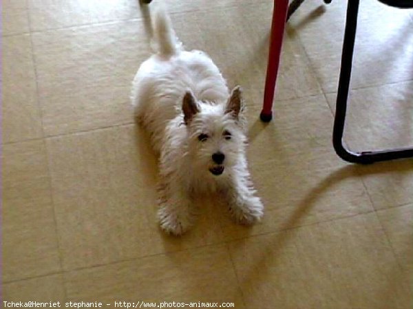 Photo de West highland white terrier