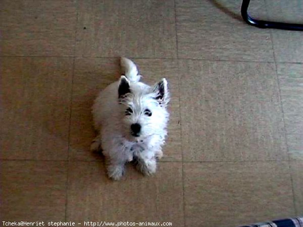 Photo de West highland white terrier