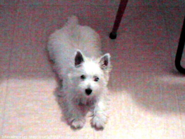 Photo de West highland white terrier