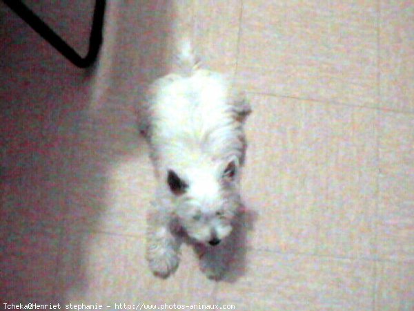 Photo de West highland white terrier